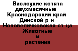 Вислоухие котята двухмесячные - Краснодарский край, Динской р-н, Нововеличковская ст-ца Животные и растения » Кошки   